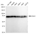 PAG1 Antibody in Western Blot (WB)