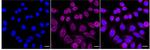 Palladin Recombinant Rabbit Monoclonal Antibody (24GB4125)