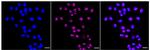 PHF8 Recombinant Rabbit Monoclonal Antibody (24GB945)