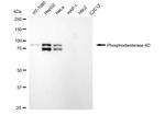 PDE4D Antibody in Western Blot (WB)