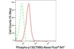 Phospho-p130 (Thr986) Antibody in Flow Cytometry (Flow)