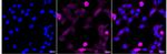 Phospho-p130 (Thr986) Recombinant Rabbit Monoclonal Antibody (24GB970)