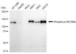 Phospho-p130 (Thr986) Antibody in Western Blot (WB)