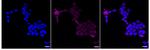 Phospho-PRKD2 (Ser876) Recombinant Rabbit Monoclonal Antibody (24GB1655)