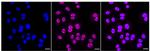 Phospho-PTS (Ser19) Recombinant Rabbit Monoclonal Antibody (24GB800)
