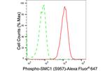 Phospho-SMC1 (Ser957) Antibody in Flow Cytometry (Flow)