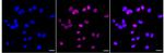 PIAS1/PIAS2 Recombinant Rabbit Monoclonal Antibody (24GB920)
