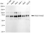 PIAS1/PIAS2 Antibody in Western Blot (WB)