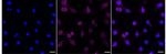 Pleiotrophin Recombinant Rabbit Monoclonal Antibody (24GB1110)