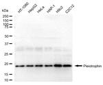 Pleiotrophin Antibody in Western Blot (WB)