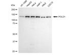 POLD1 Antibody in Western Blot (WB)