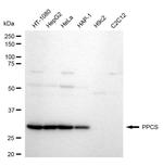 PPCS Antibody in Western Blot (WB)