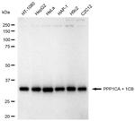 PP1 alpha/beta Recombinant Rabbit Monoclonal Antibody (24GB1385)