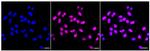 PRPF4 Recombinant Rabbit Monoclonal Antibody (24GB980)