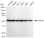 PRPF4 Antibody in Western Blot (WB)