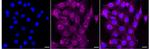 AMPK gamma-1 Recombinant Rabbit Monoclonal Antibody (24GB3285)