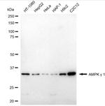 AMPK gamma-1 Antibody in Western Blot (WB)