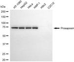 PSAP Antibody in Western Blot (WB)