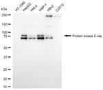 PKC eta Antibody in Western Blot (WB)