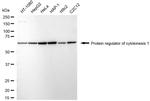 PRC1 Antibody in Western Blot (WB)