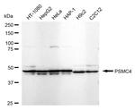 PSMC4 Antibody in Western Blot (WB)