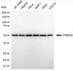 PSMD4 Antibody in Western Blot (WB)