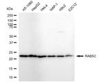 RAB5C Antibody in Western Blot (WB)