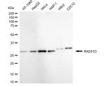 RAD51D Antibody in Western Blot (WB)