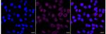 RAD52 Recombinant Rabbit Monoclonal Antibody (24GB5280)