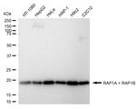 RAP1A/RAP1B Antibody in Western Blot (WB)