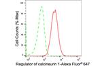 RCAN1 Antibody in Flow Cytometry (Flow)
