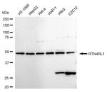 RTN4RL1 Antibody in Western Blot (WB)