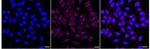 RGMA Recombinant Rabbit Monoclonal Antibody (24GB1320)