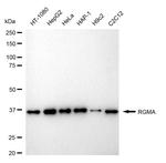 RGMA Antibody in Western Blot (WB)