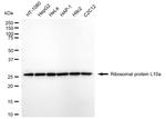 RPL10A Antibody in Western Blot (WB)