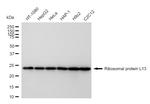 RPL13 Antibody in Western Blot (WB)