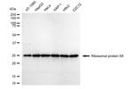 RPS8 Antibody in Western Blot (WB)