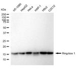 ROC1 Antibody in Western Blot (WB)
