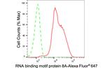 RBM8A Antibody in Flow Cytometry (Flow)