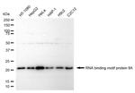 RBM8A Antibody in Western Blot (WB)