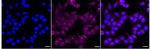 POLR2C Antibody in Immunocytochemistry (ICC/IF)
