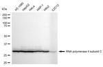 POLR2C Antibody in Western Blot (WB)