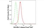 RUVBL1 Antibody in Flow Cytometry (Flow)