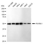 RUVBL1 Antibody in Western Blot (WB)