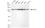 SART1 Antibody in Western Blot (WB)