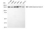 SAFB Antibody in Western Blot (WB)