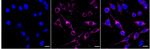 SEC61alpha Antibody in Immunocytochemistry (ICC/IF)