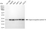SRP19 Antibody in Western Blot (WB)