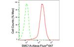 SMC1 Antibody in Flow Cytometry (Flow)