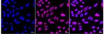 ENT2 Antibody in Immunocytochemistry (ICC/IF)